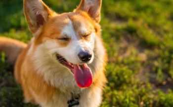 hond